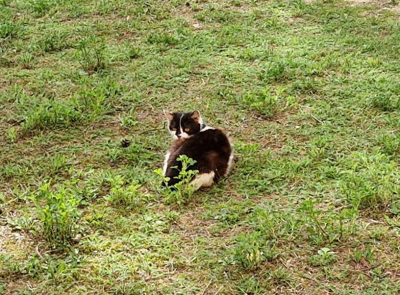 KÁŤA (10 m.)